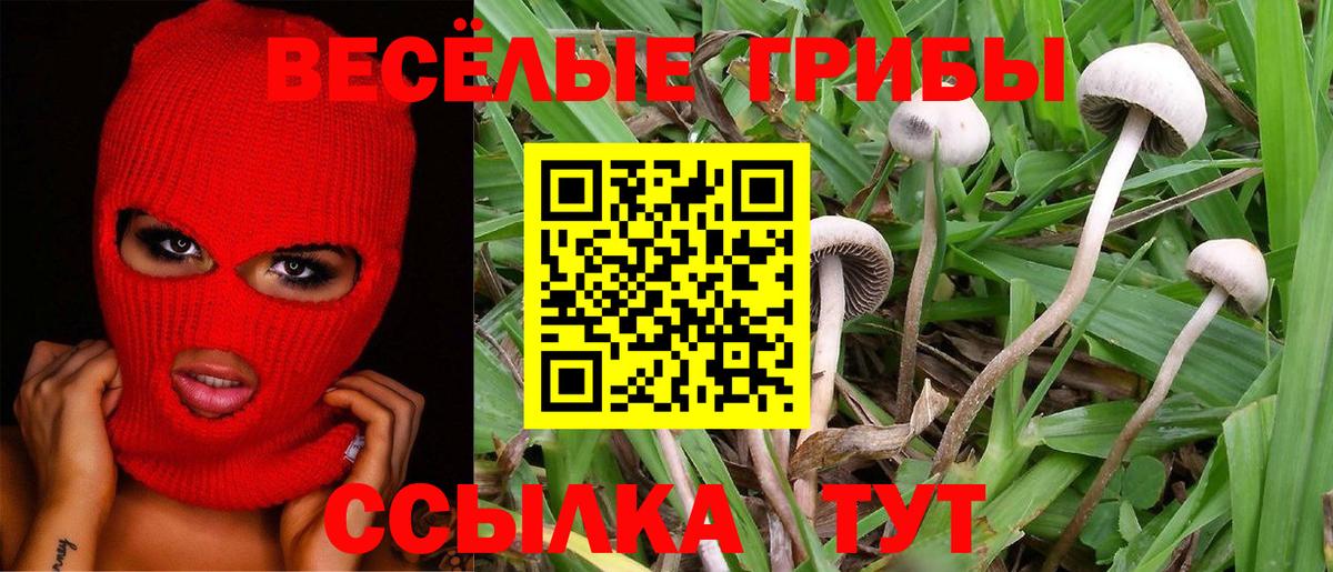 Псилоцибиновые грибы Cubensis Аргун